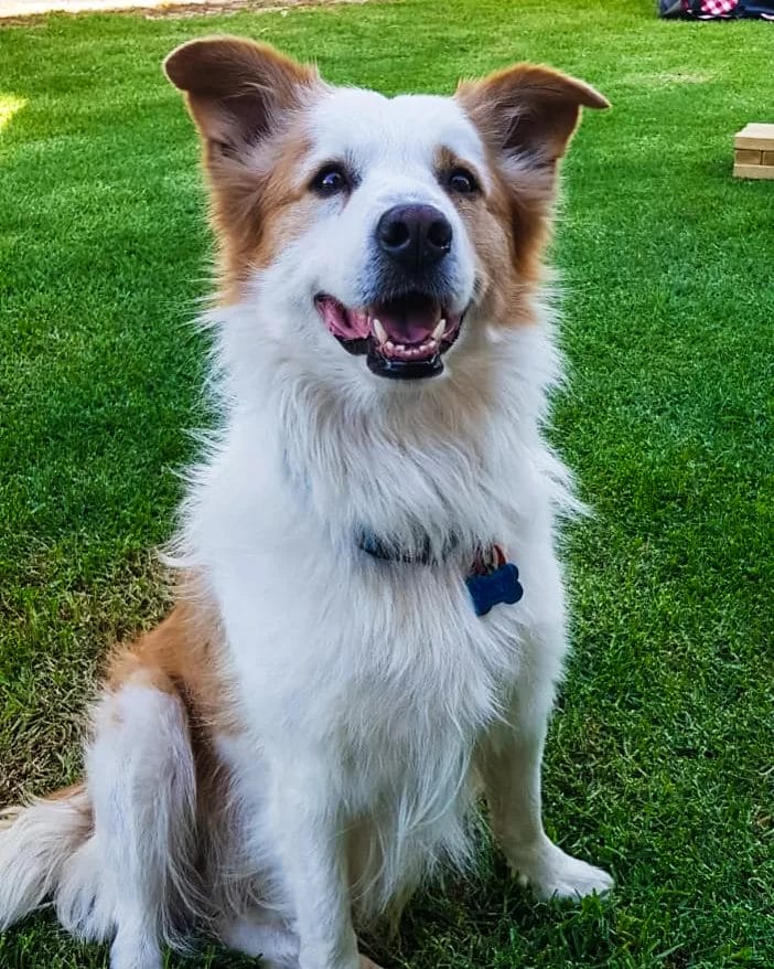 Ace from Rocky Ridge Brewery