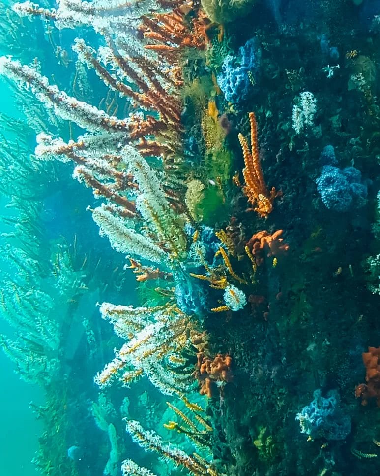 mermaids at the Busselton