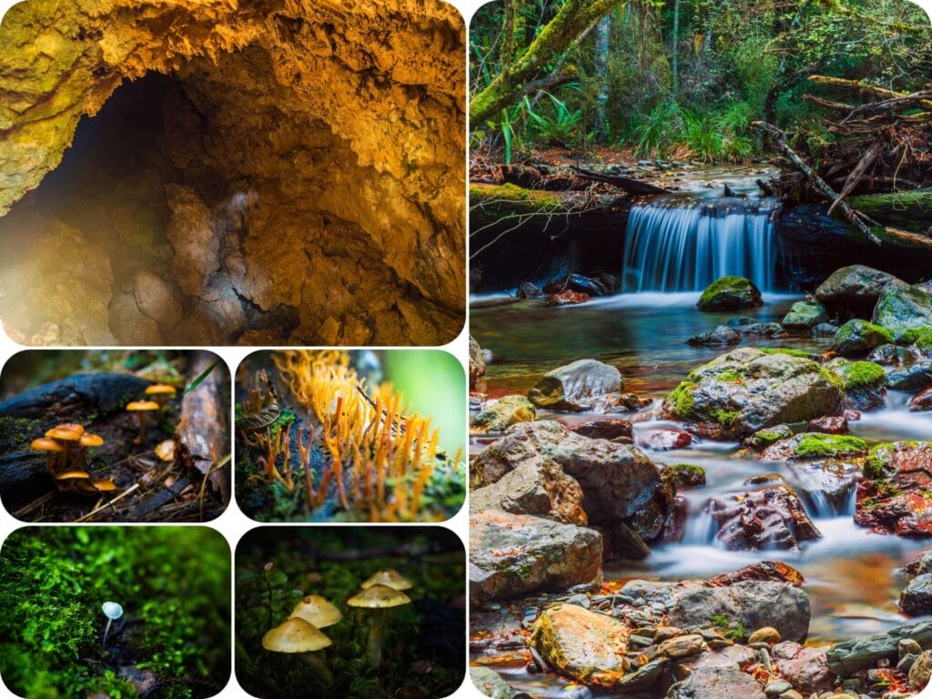 South Island Day Hikes - Maitai Caves Track