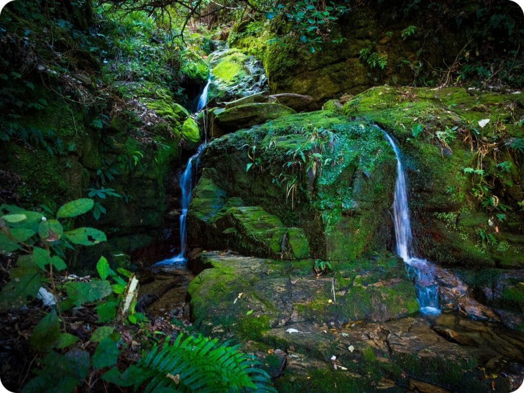 Queen Charlotte Track - Tawa Saddle