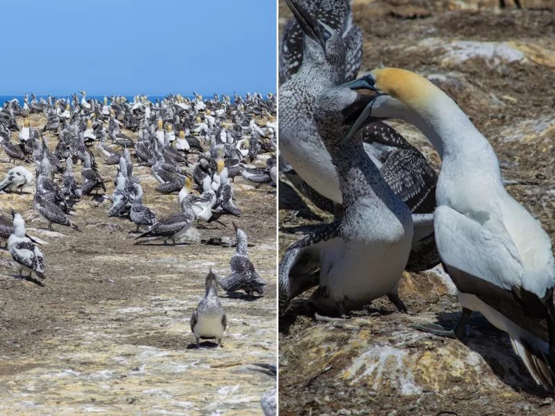 Day Hike - Te Kauwae-a-Māui/Cape Kidnappers Gannet Reserve