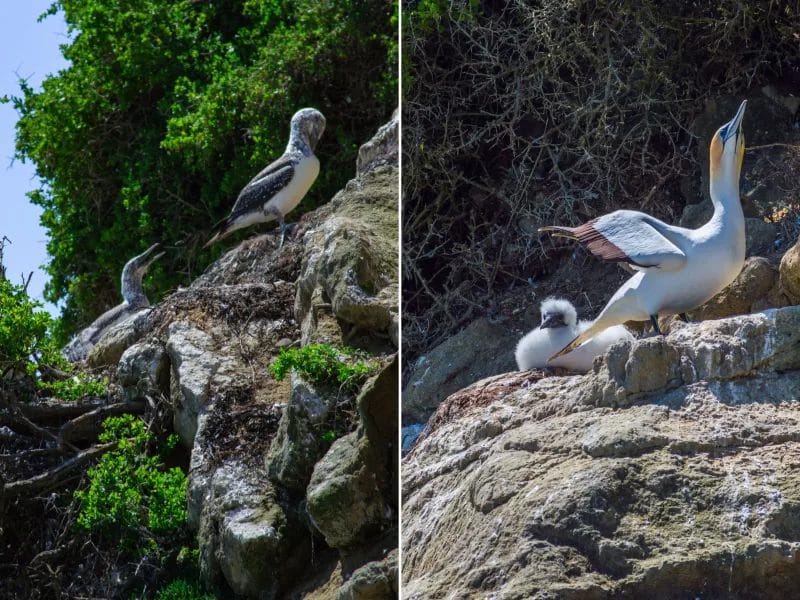 Day Hike - Te Kauwae-a-Māui/Cape Kidnappers Gannet Reserve