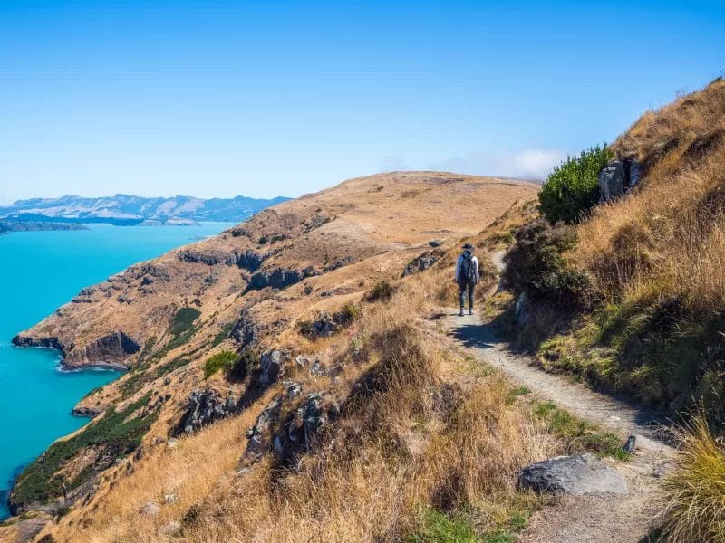 Half Day Hike - Awaroa/Godley Head - Lyttelton Harbour
