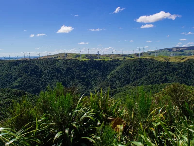 Manawatū Gorge - Windy Lookout