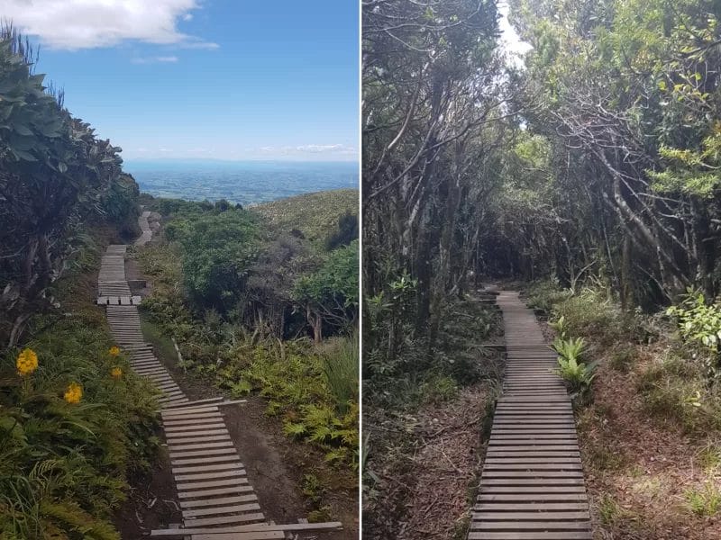 The last downhill section of the Pouākai Crossing is pretty tough on your knees and calves