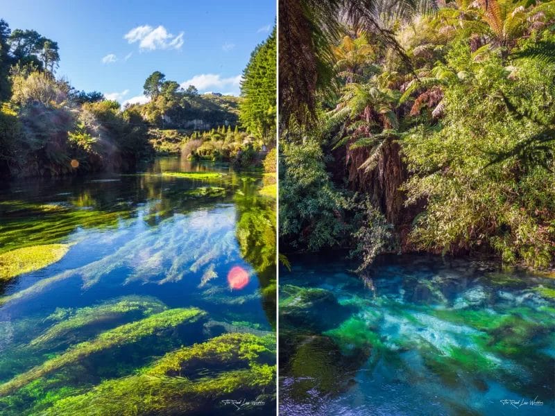 Short Walks in Waikato - Te Waihou Walkway