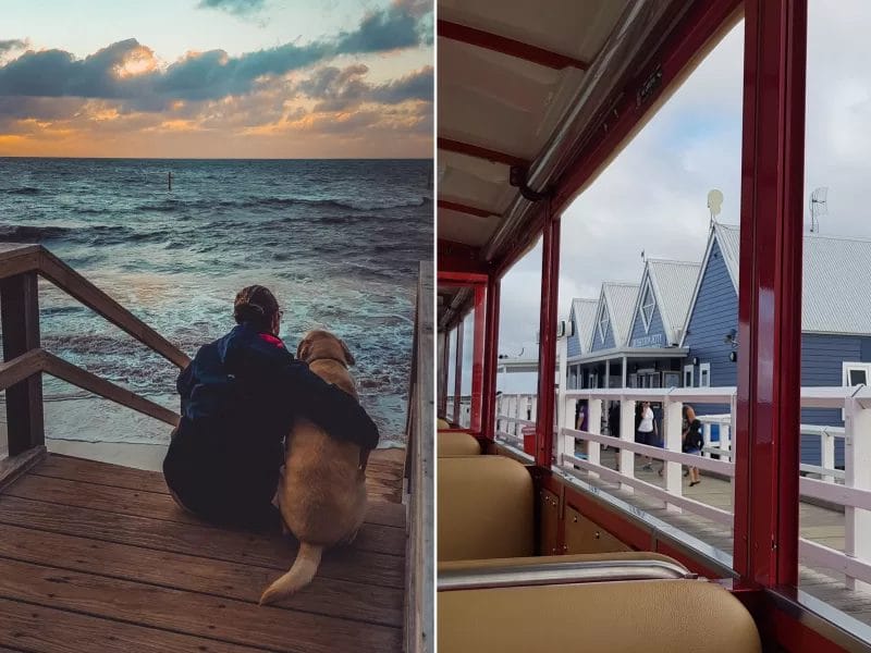 Labrador nephew and going on the busselton train with human nephews